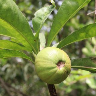 Garcinia Cambogia