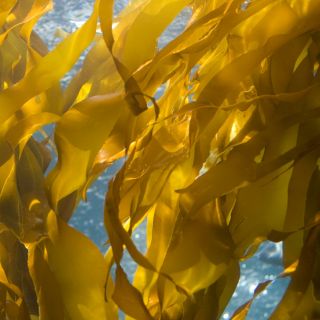 Kelp (algas marinas)